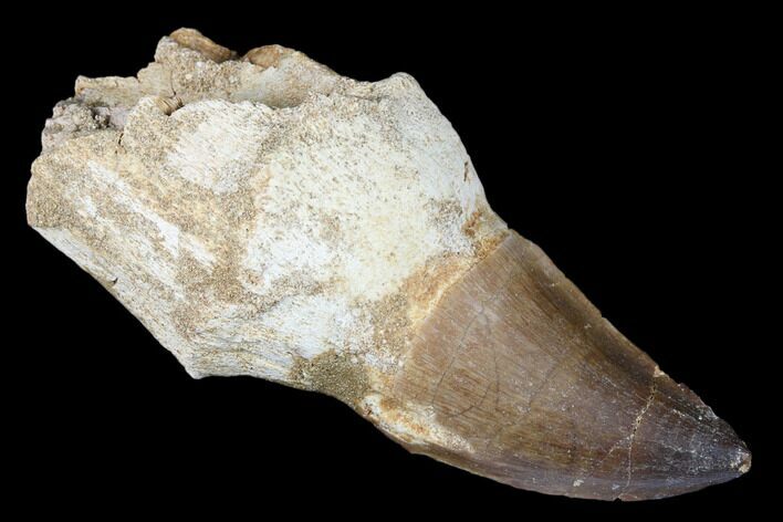 Fossil Rooted Mosasaur (Prognathodon) Tooth - Morocco #174342